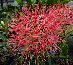 Blood Lily, Football Lily, Scadoxus multiflorus